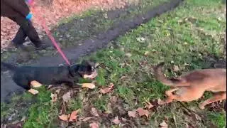 Mary dog skills