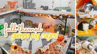 FALL GUINEA PIG CAGE TOURS & HAUL! 🍂🎃