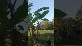 #Anarkoli#baby#trending #short#farmland#goviral#popularshorts#naturalbeauty#greenland#mountaiview#bd