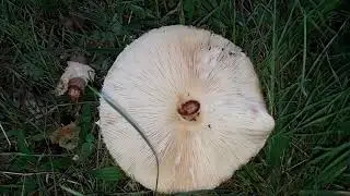 Chlorophyllum rhacodes - III, October 2019