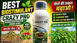 Best Biostimulant | GSP Crazy Pro Hydrolyzed Protein, Amino Acids Bio-Stimulant
