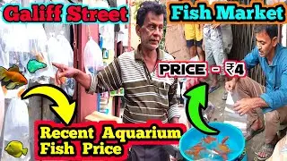 Galiff street fish market recent video / aquarium fish price / Colour guppy fish market 14. 12. 2025