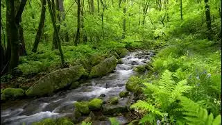 The beautiful birdsong and the babbling brook deep in the forest are relaxing sounds of nature.