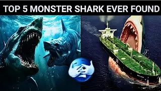 Top 5 Biggest Sharks Ever Found &rarr; Great White, Whale Shark, Megalodon