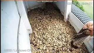 Liszkowo Orange PL -  Kestrels. Dad was feeding chicks, probably - 2025 06 25 09 04