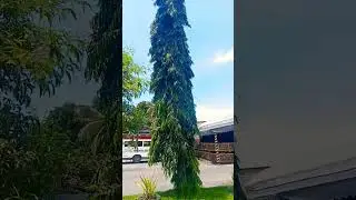 # asmr #indian tree plant # viral