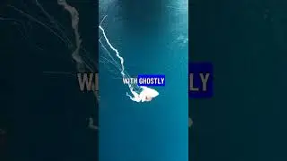 The Silent Symphony of Bioluminescent Seas