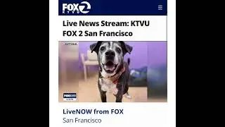 KTVU FOX 2, 13 febbraio, Noon News Adozioni gratuite per la settimana di San Valentino grazie a D...