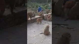 bindas life।#masti #666 #everyday #get #different #items #of #food #monkey #bindass #life #shorts