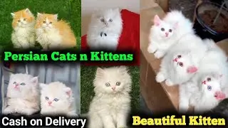 Cheapest Cats Market in Delhi NCR | Cash on Delivery 🚚 | Persian Kittens | Black Cats | White cats 
