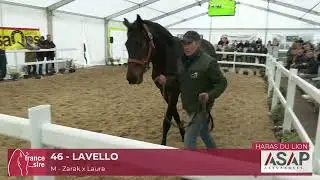 Lavello