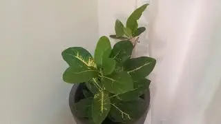 Mostrando  a casa da minha irmã 