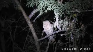 Pallid scops owl...kutch