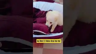 Aaj Meri 2 Video Viral Hui hai #youtubeshorts #funny #cute #viral #pets #puppy #dog #dogshorts #love
