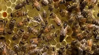 Queen Bee Laying Eggs | May 2021 | Beekeeping for Beginners