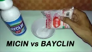 Eksperimen MICIN VS BAYCLIN, Ini yang Terjadi!!