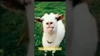 kambing lucu embek lucu domba lucu mbeee, mbe, funny goat videos #short #goat #animals #babygoats