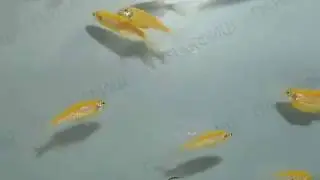 Данио рерио золотой
