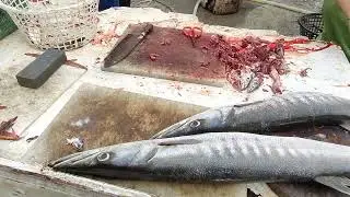 A Sunrise of Silver Celebrating a Historic and Bountiful Barracuda Harvest  #freshfish 8