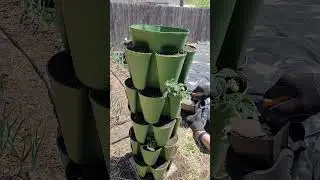 Planting Micro Tomatoes in Our Greenstalk Vertical Planter #gardening