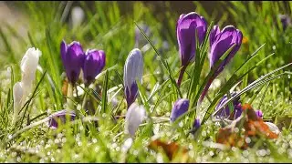 Spring Breakfast Refresh🌷Birdsong & Peaceful Music | Calm & Relaxation To Start Your Day