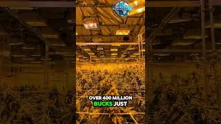 Colorado: Legal Weed & The Highest City in the USA! 🌿🏔️ #worldnews