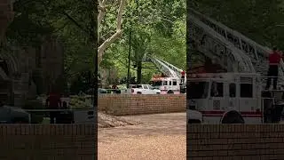 Bear Tumbles From Tree After Being Tranquilized