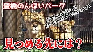 「私も鹿肉欲しいな～」鹿肉をもえず、しょんぼり気味のシルクと母を慰める子ライオン。日曜日ののんほいパークのライオン舎は屠体給餌の日。三つ子ライオンの可愛いお昼寝姿も【のんほいパーク不定期巡回】
