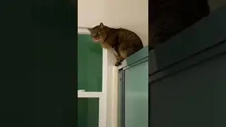 Woman Spends A Year Getting A Feral Cat To Love Her
