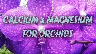 Calcium & Magnesium For Orchids: day 14