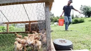 Our GO TO Setup raising 30 Chickens on GRASS