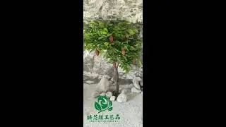 Zhenxinqi Realistic Cocoa Tree  2025 New Benchmark for Spatial Landscaping