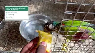 Can exotic birds and parrots eat pineapple? Benefits of pineapple for birds.