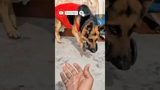 Command in Hindi 🗣️ German Shepherd 🐕&zwj;🦺Obeys Commands | #germanshepherd #dogcommands #gsd #pets #dog
