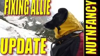 Allie the Mountain Dog Rehab Update by Nutnfancy