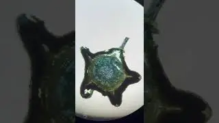 How To: Toluidine Blue O Stain