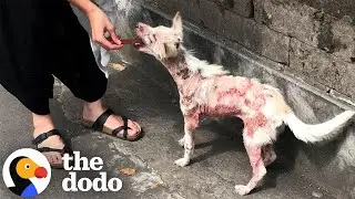 Rescued Street Dog Can't Stop Wagging Her Tail After Finding Love | The Dodo
