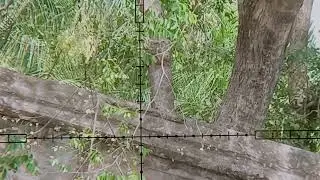 Gare  xsm with 550mm barrel and H&N 16 Grain @ 51yards