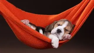 Interpreting Animal Dreams
