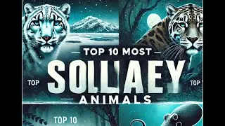 Top 10 Most Solitary Animals  Nature's Ultimate Loners