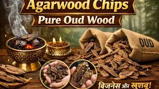Agarwood Chips | Oud Wood Experts# call 8453875029)#अगरवुड चिप्स व्यापार चैनल#saudiarabia #nagaland 