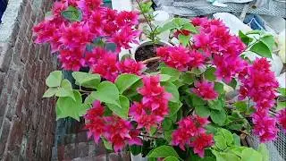 How to get repeated flowering from Boganwilia plant