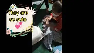 🔥 Rescued 18 cats from a cat restaurant in HCMC #rescue #cats #catlover #pets #love #adoptme #lucky