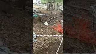 My White Holland Turkey Laying Eggs