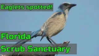 Wildlife Walk through the Malabar Scrub Sanctuary | Eaglets and Florida Scrub Jays!