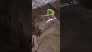Stewie is out on the loose.🐢😁 #pets #animals #dogsofyoutube #dogshorts 