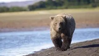 Smokey Bay Air, Homer Alaska | Bear Viewing & Flightseeing