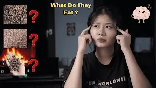 What Do Leopard Geckos Eat? Beginner&rsquo;s Feeding Guide