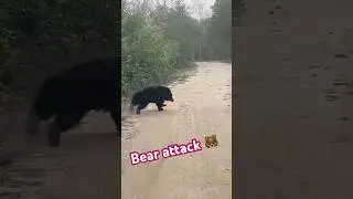 Bear attack 🐻🐻🐻 #viral #viralvideo #trending #love #attack #jungle #bhalu