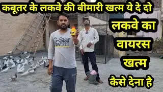 Kabutar ke Lakwe ki bimari khatam ye De Do